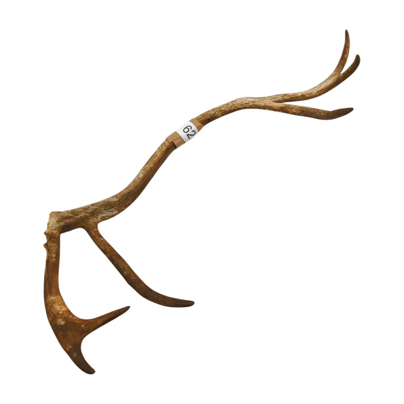 Reindeer antler
